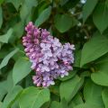 Pihasyreeni - Syringa vulgaris