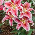 Trumpettililja Stargazer
