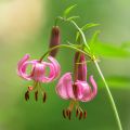 Varjolilja - Lilium martagon