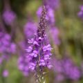 Purppurakannusruoho - Linaria purpurea