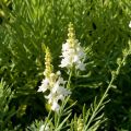 Purppurakannusruoho Alba