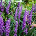 Apinanruoho - Liriope muscari