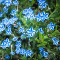 Sinilemmiö Star