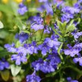 Sinilobelia Anabel Blue
