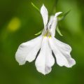 Sinilobelia Anabel Snow White
