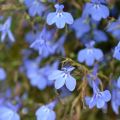 Sinilobelia Hot Water Blue