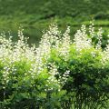 Etelänherne Alba
