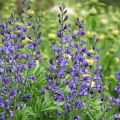 Etelänherne - Baptisia australis