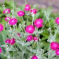 Lychnis coronaria - Harmaakäenkukka