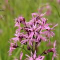 Käenkukka - Lychnis flos-cuculi