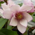 Liljamagnolia Fairy Blush