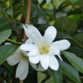 Liljamagnolia Fairy White