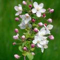 Metsäomenapuu - Malus sylvestris