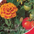Ryhmäsamettikukka Tomato Growing Secret (siemenet)
