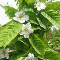 Mispeli - Mespilus germanica