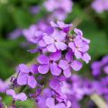 Kesäkuuruoho - Lunaria annua