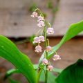 Kielo Rosea