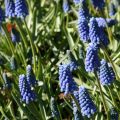 Turkinhelmililja Blue Magic