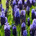 Isohelmililja - Muscari latifolium