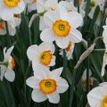 Pientorvinen narsissi Flower Record