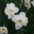 Perhosnarsissi Papillon Blanc
