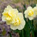 Torvinarsissi Yellow Cheerfulness