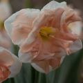 Perhosnarsissi Apricot Whirl