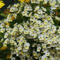 Kohtalonkukka Sunsatia Plus Little Vanilla