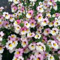 Kohtalonkukka Sunsatia Plus Lychee
