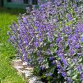 Mirrinminttu - Nepeta x faassenii
