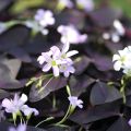 Kolmiokäenkaali - Oxalis triangularis