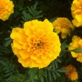 Ryhmäsamettikukka Durango Yellow