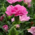 Neilikka Sunflor Evert