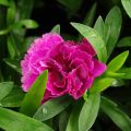 Neilikka Sunflor Sinclair