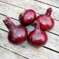Punasipuli Red Karmen luomu taimena