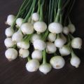 Hopeasipuli taimena - Allium cepa