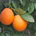 Appelsiini - Citrus sinensis
