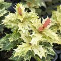Osmanthus heterophyllus Tricolor