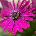 Tähtisilmä Dalina Bright Purple