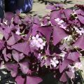 Kolmiokaali Atropurpurea