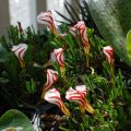 Karamellikäenkaali - Oxalis versicolor