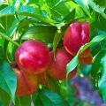 Nektariini Fruit Me Necta Me