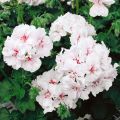 Riippapelargoni Blanche Roche