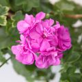 Riippapelargoni Amelit