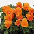 Tarhaorvokki Matrix F1 Orange Deep