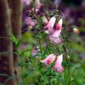 Pipo Apple Blossom
