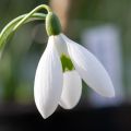 Tähtilumikello - Galanthus elwesii