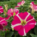 Tarhapetunia Amore Pink Hearts