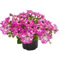 Tarhapetunia Royal Sky