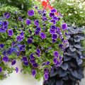 Tarhapetunia Picotee Blue